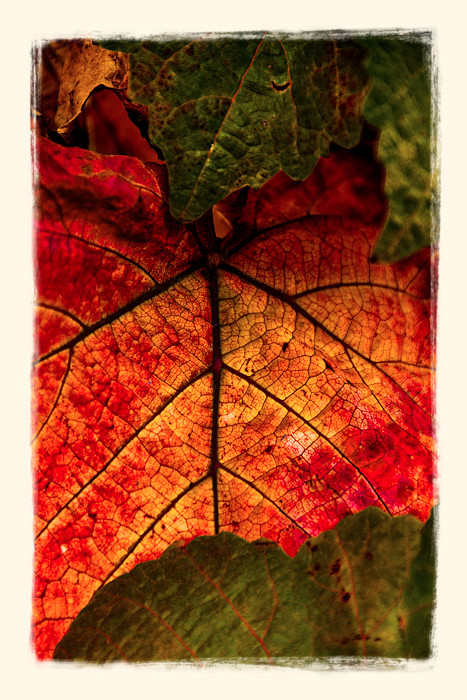 Fall Leaves_DSC3132_