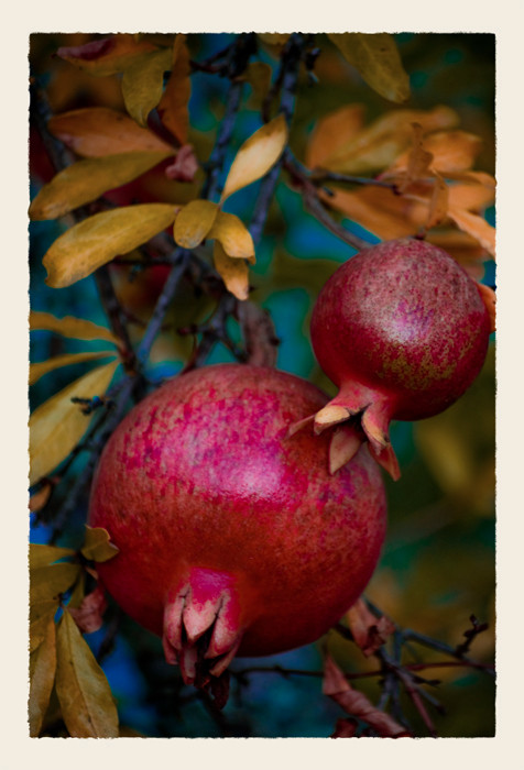 Pomegranates_DSC5520_1_